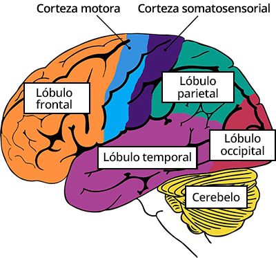 Imagen del cerebro con las partes destacadas en diferentes colores y debidamente etiquetadas