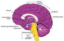 Gráfico del cerebro que muestra la anatomia del sueño