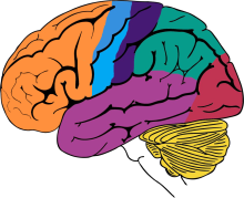 Imagen de un cerebro con las secciones destacadas en diferentes colores