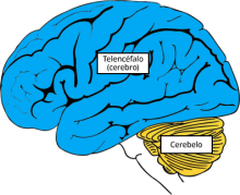 Gráfico de las partes del cerebro llamadas telencéfalo (al que normalmente le llamamos solamente cerebro) y cerebelo