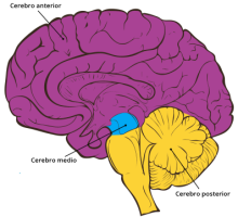 Gráfico del cerebro con las secciones anterior (prosencéfalo), media y posterior destacadas en diferentes colores