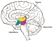 Imagen del cerebro interno indicando las áreas del tálamo, hipocampo e hipotálamo